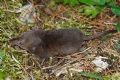 Sorex sp.